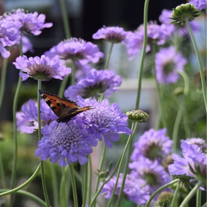 Duescabiosa, Scabiosa col. Butterfly blue