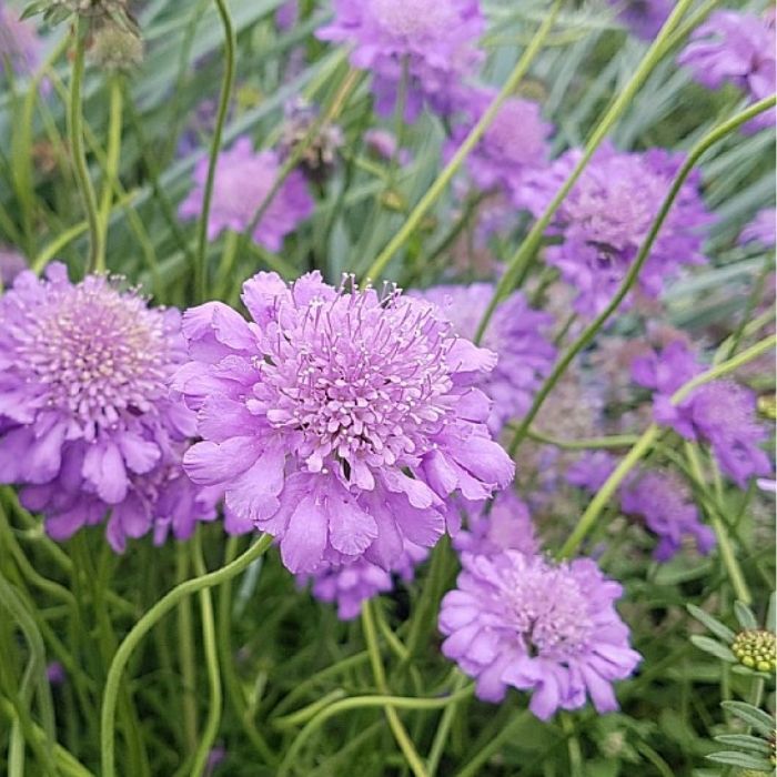 Duescabiosa, Scabiosa col. Butterfly blue