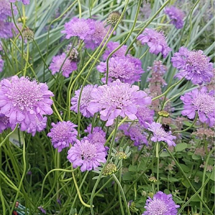 Duescabiosa, Scabiosa col. Butterfly blue