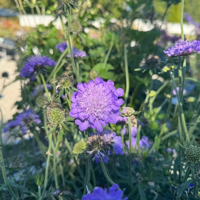 Skabiose, Scabiosa columbaria - 21 cm potte