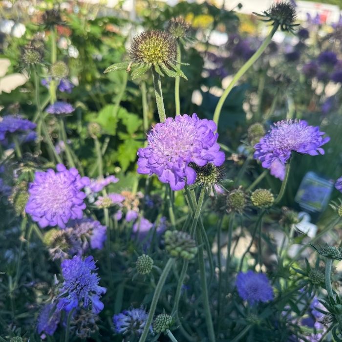Skabiose, Scabiosa columbaria - 21 cm potte