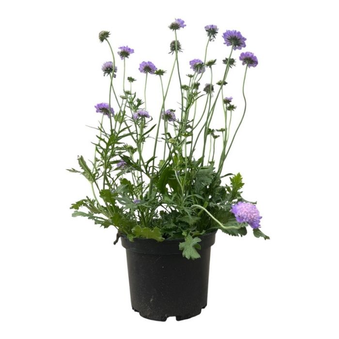 Skabiose, Scabiosa columbaria - 21 cm potte