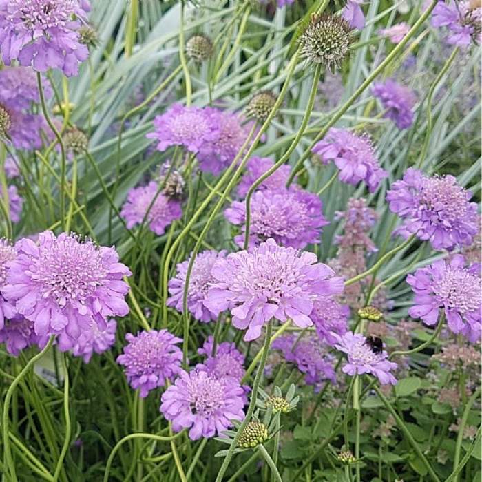Duescabiosa, Scabiosa Columbaria ´Butterfly Blue´