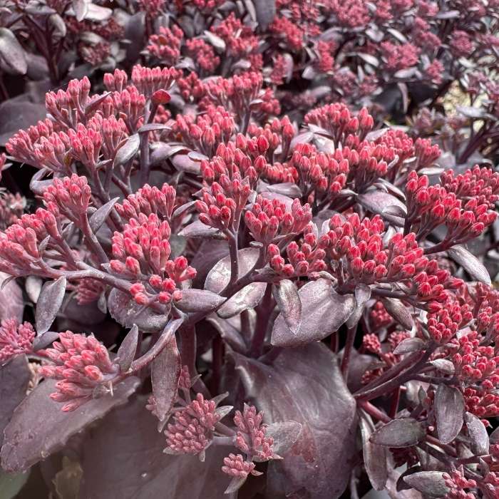 Sankthansurt, Sedum telephium 'Chocolate Cherry'