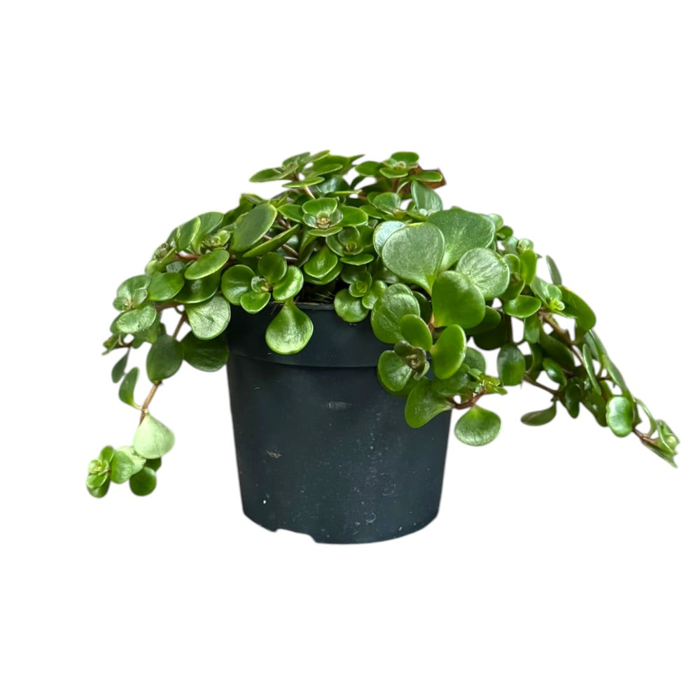 Japansk stenurt, Sedum Tornado - 10.5 cm potte