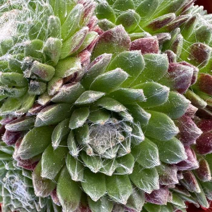 Husløg, Sempervivum hybrid