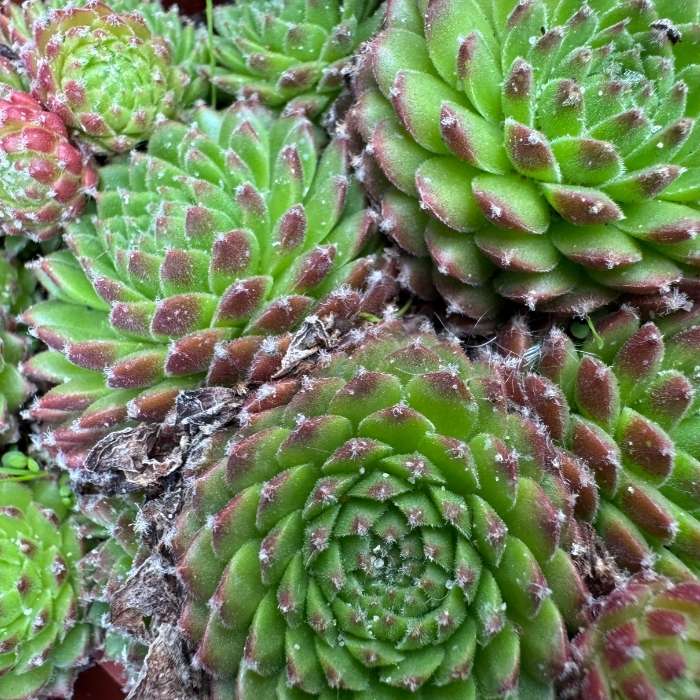 Husløg, Sempervivum hybrid