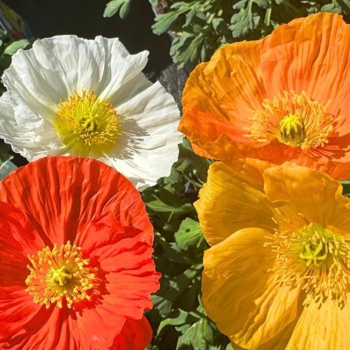 Sibirisk Valmue, Papaver nud. 'Gartenzwerg' - 17 cm potte