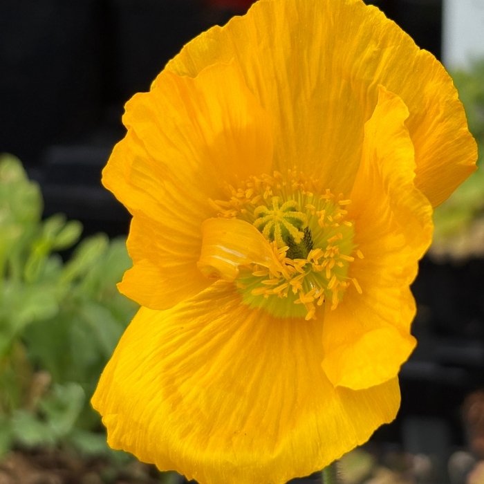 Sibirisk Valmue, Papaver nud. 'Gartenzwerg'