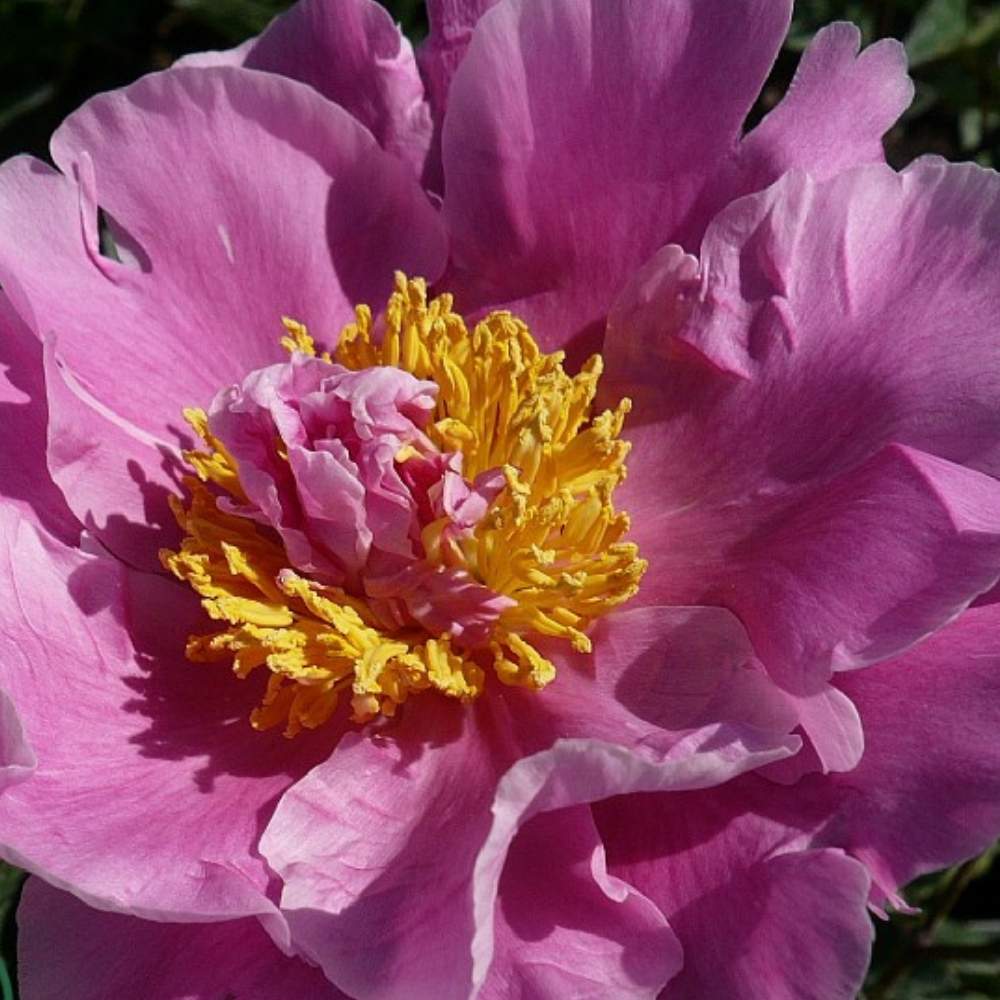 Silkepæon, PAEONIA lact. 'Dr. Alexander Flemming' - 3 L Potte