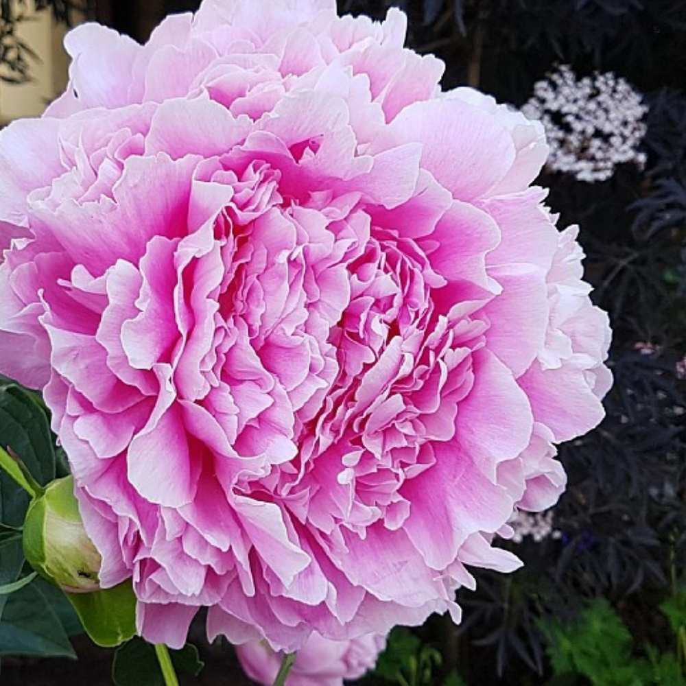 Silkepæon, PAEONIA lact. 'Jarcoma' - 3L Potte