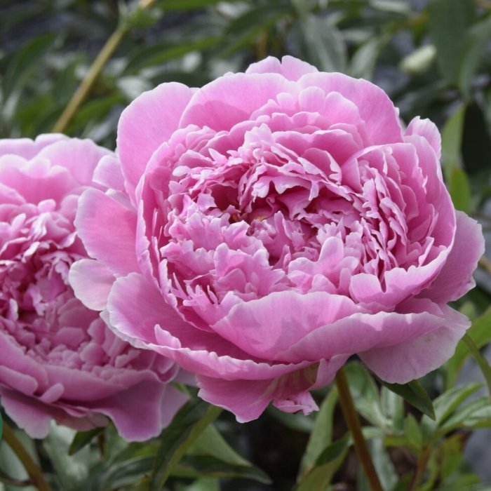 Silkepæon, PAEONIA lact. 'Sarah Bernhardt' - 3 L Potte