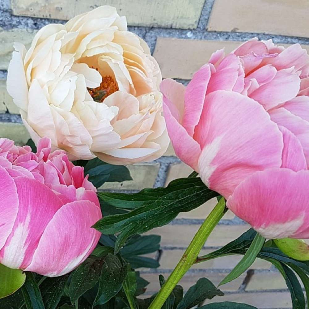 Silkepæon, PAEONIA lact. 'Coral Charm' - 3 L Potte