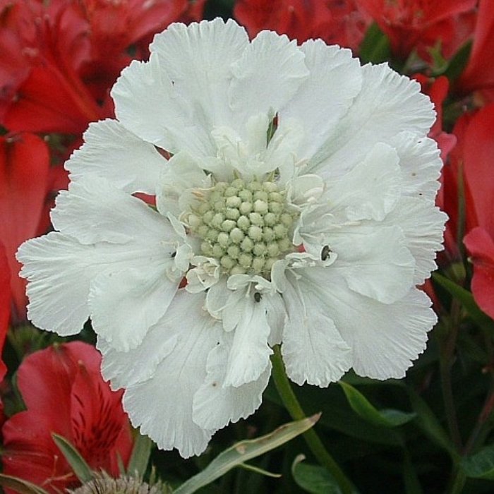 Skabiose, SCABIOSA caucasica 'Perfecta Alba' - 1 L Potte