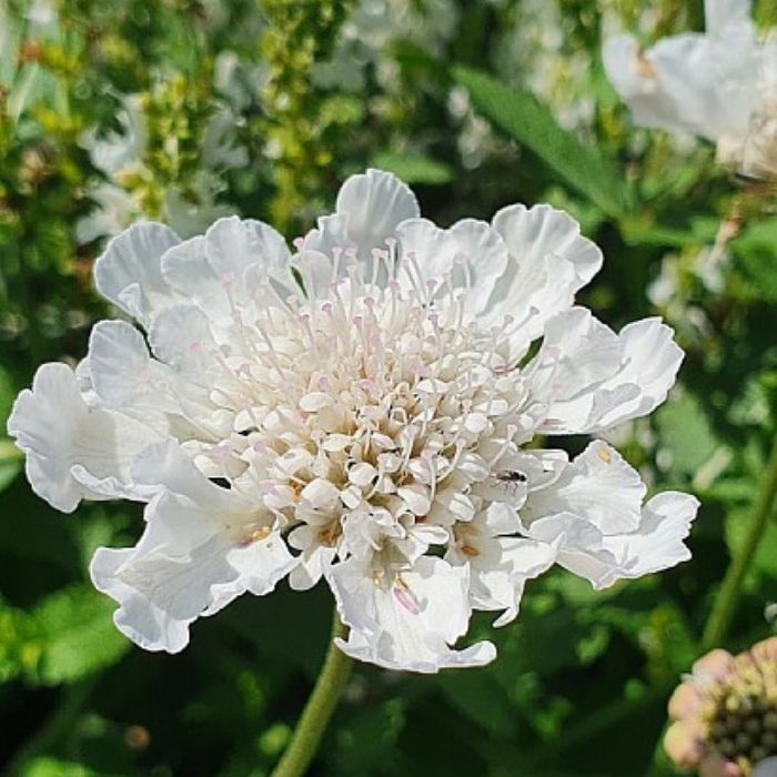 Skabiose, Scabiosa columb Kudo White