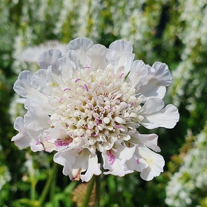 Skabiose, Scabiosa columb Kudo White