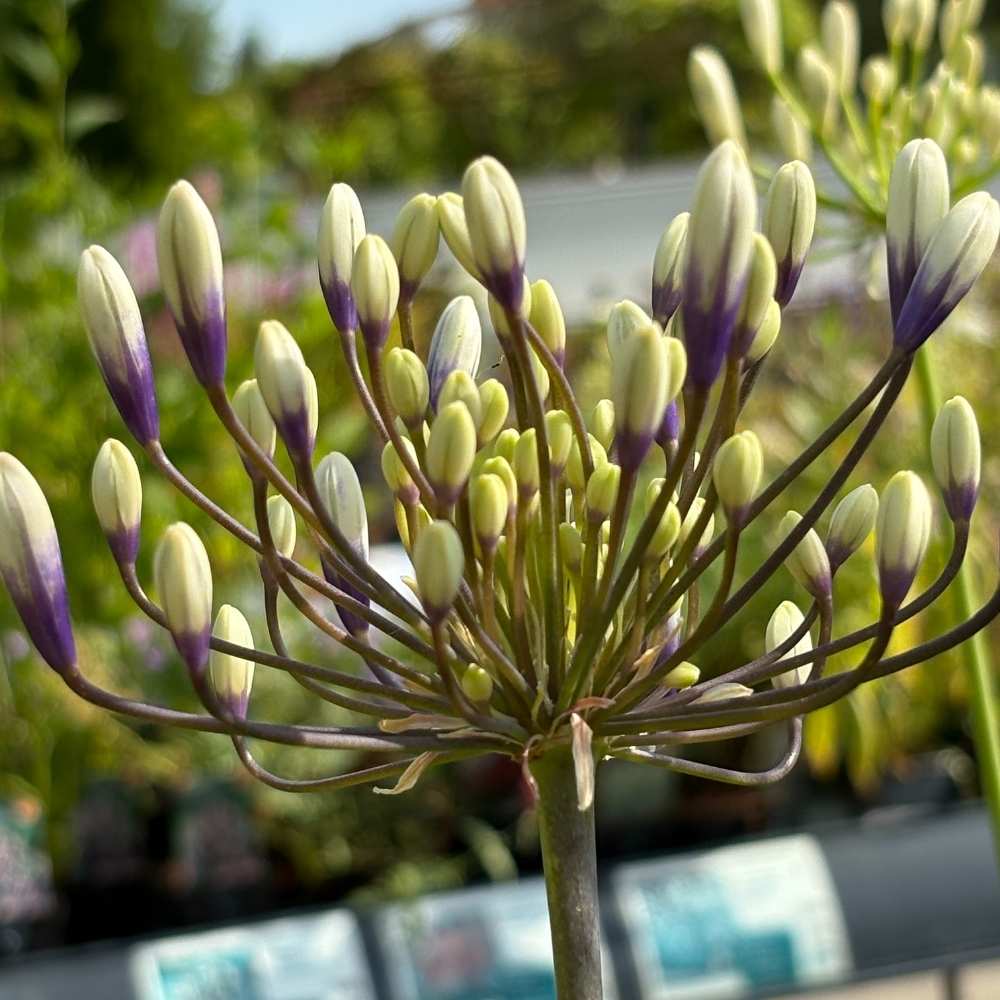 Skærmlilje, AGAPANTHUS h. ´Fireworks´ - 2 L Potte