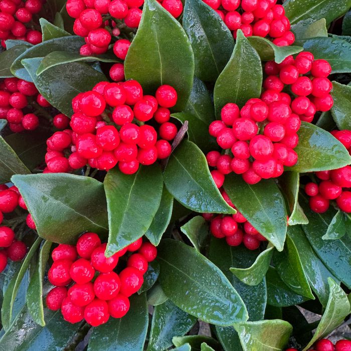 Skimmia jap. 'O' Berries' red - 12 cm potte