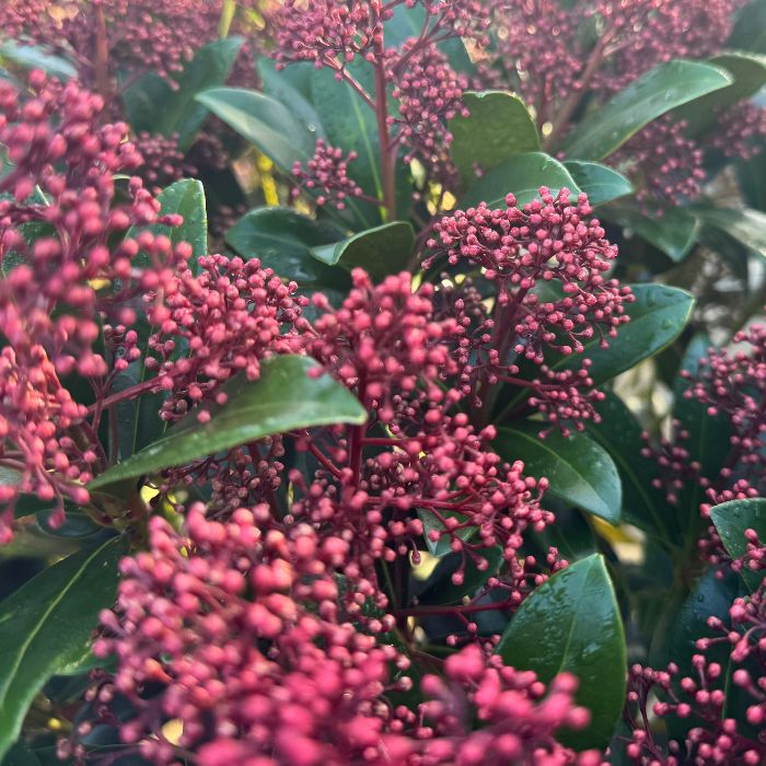 Skimmia japonica 'Rubella' – 5 l potte – stedsegrøn busk med dekorative røde knopper