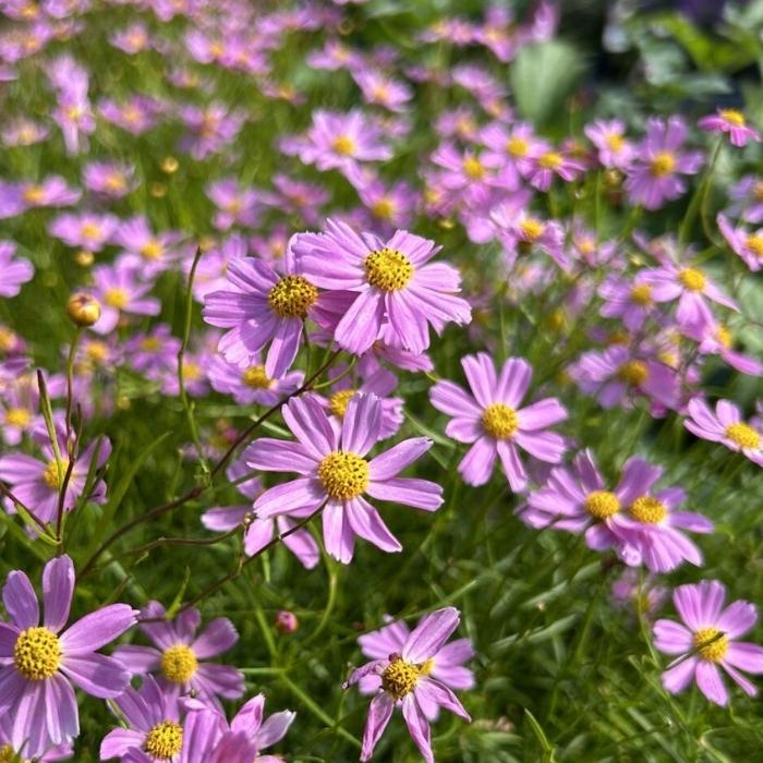 Skønhedsøje, COREOPSIS rosea American Dream
