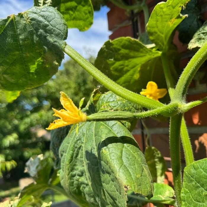 Skoleagurk plante ´passandra´ til haven