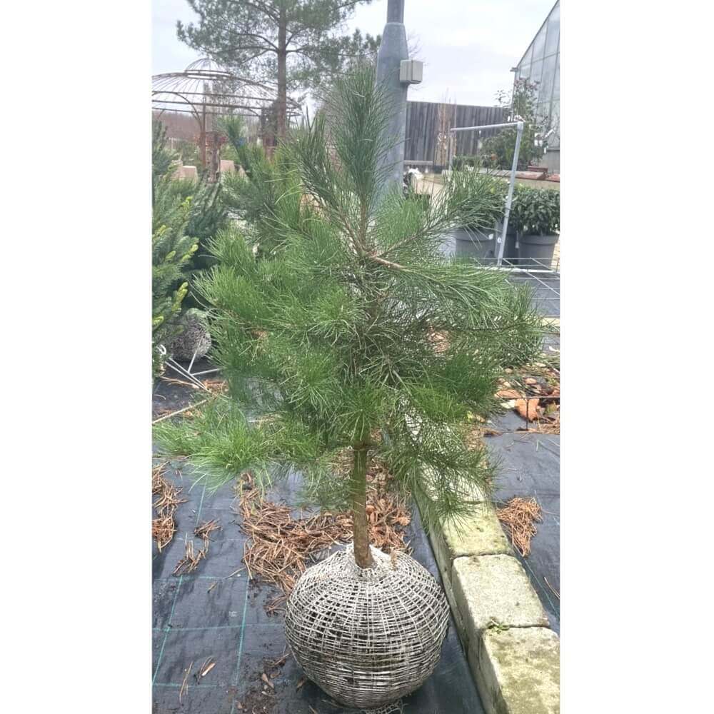 Skovfyr, PINUS SYLVESTRIS, med KLUMP - 80-100 cm