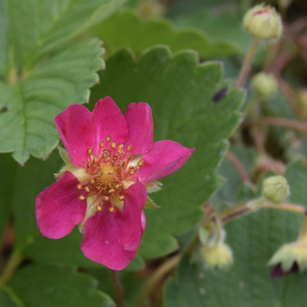 Skovjordbær, FRAGARIA hyb. Lipstick blomst
