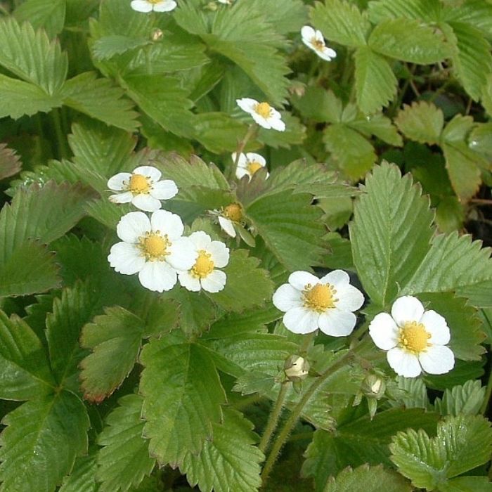 Månedsjordbær, Fragaria vesca 'Rügen'