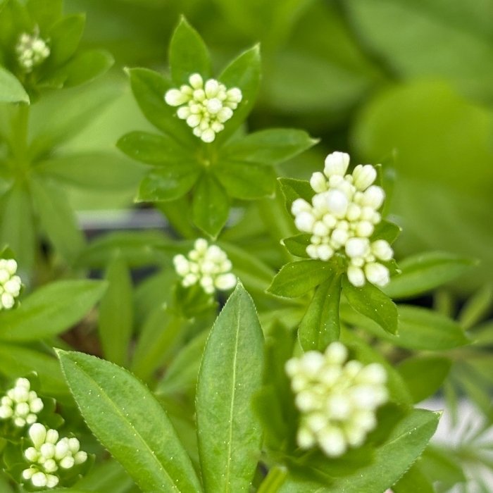 Skovmærke, GALIUM odoratum - 10 cm Potte