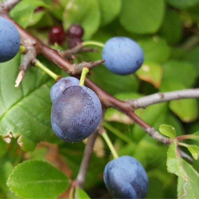 Slåen, Prunus Spinosa 5 L Potte