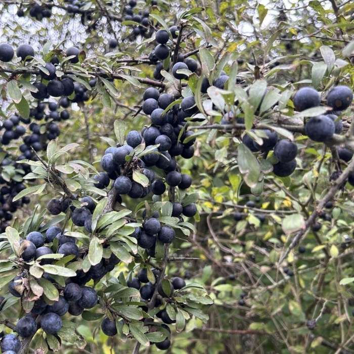 Slåen, Prunus Spinosa 5 L Potte