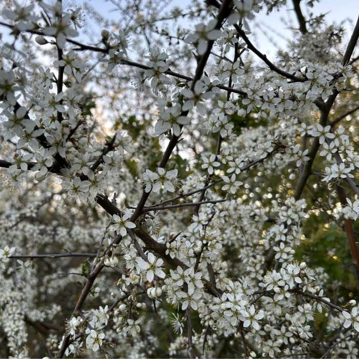 Slåen, Prunus Spinosa 5 L Potte