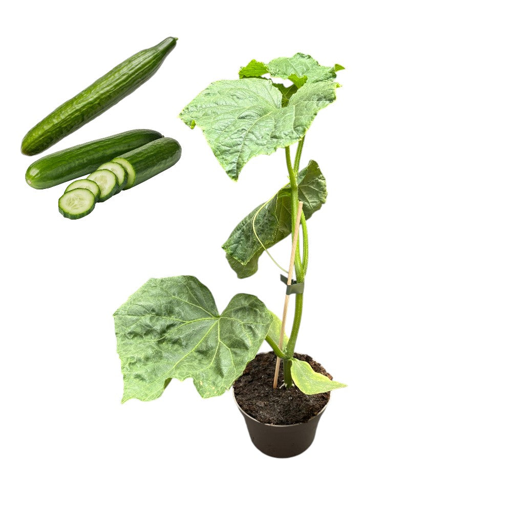 Agurk plante, model: SOMMER SPRING, højden 11,5 cm.