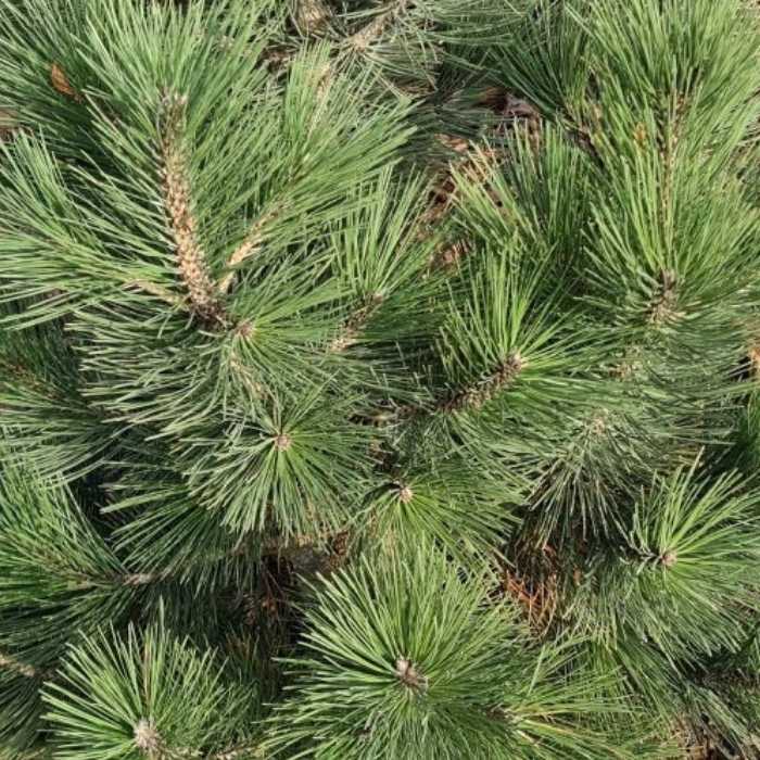 Slangehams fyr, Pinus held. 'Malinki' i 5L potte - 30/40cm