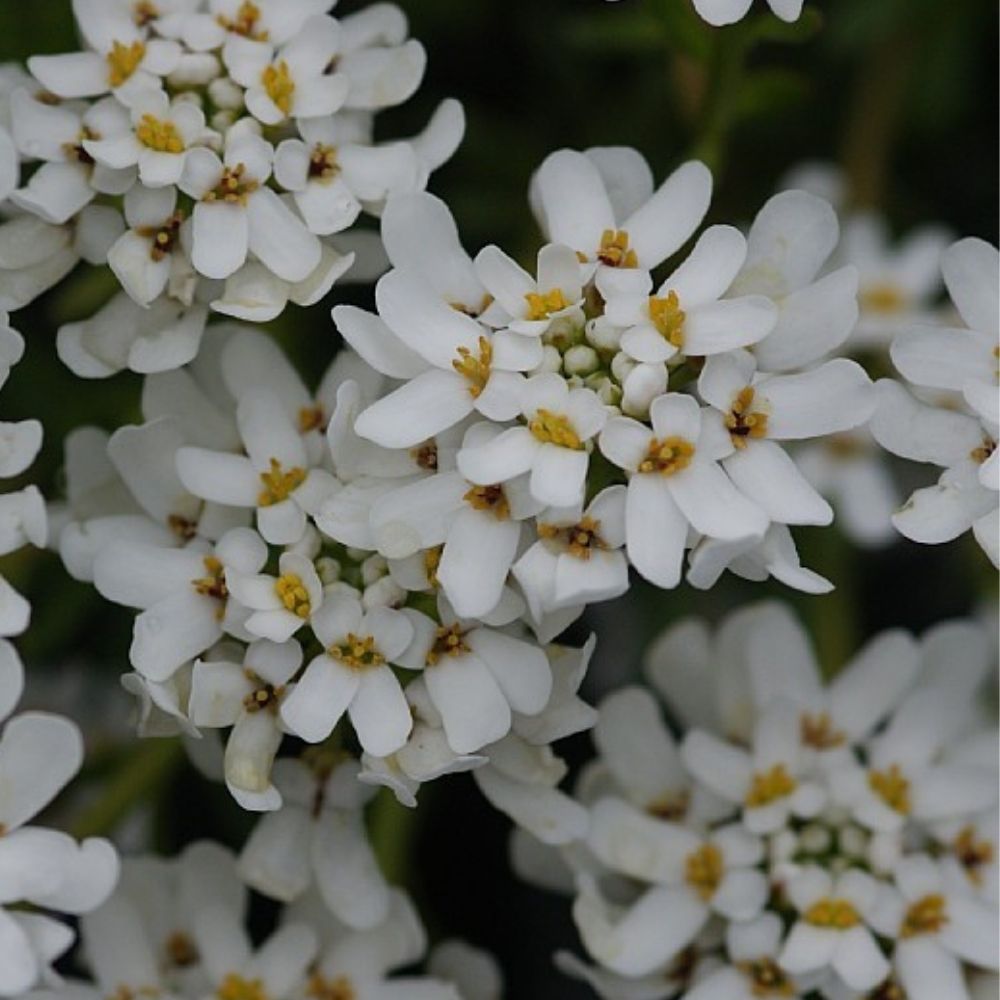 Sløjfeblomst, IBERIS semp. Zwergschneeflocke - 10 cm Potte