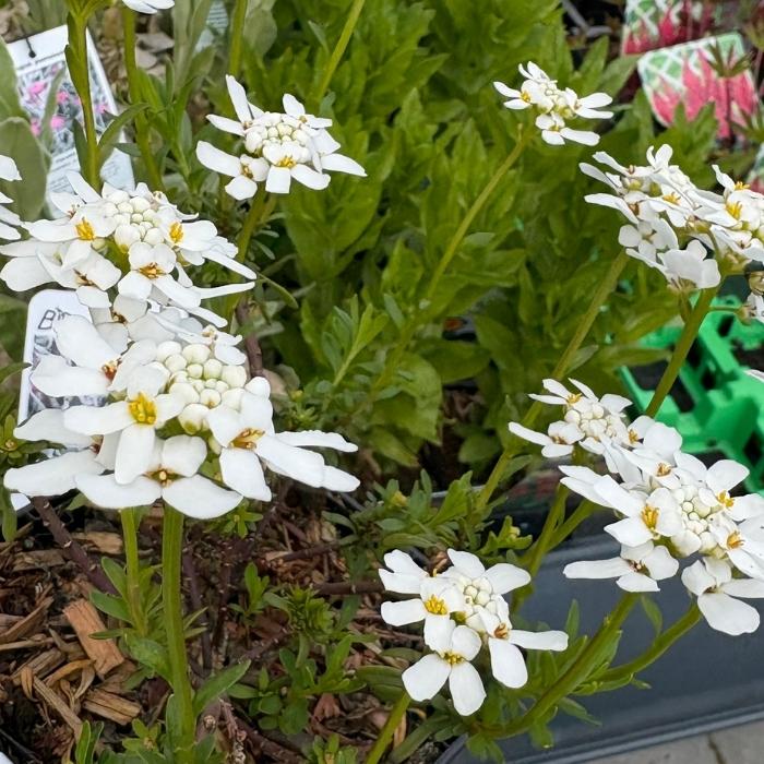 Sløjfeblomst, Iberis sempervirens 'Zwergschneeflocke'