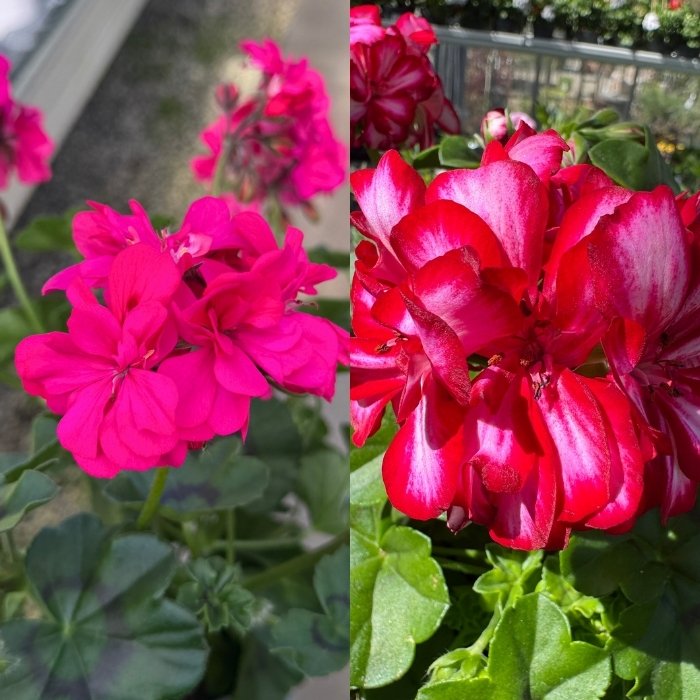 Slyngpelargonie, PELARGONIUM PELTATUM-HYBRID - 12 cm potte