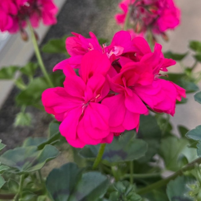 Slyngpelargonie, PELARGONIUM PELTATUM-HYBRID - 12 cm potte