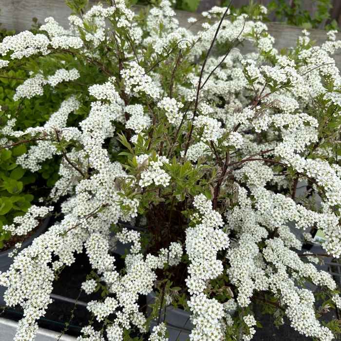 Snedrivebusk, Spiraea Cin. ´Grefsheim´ - 5 L potte