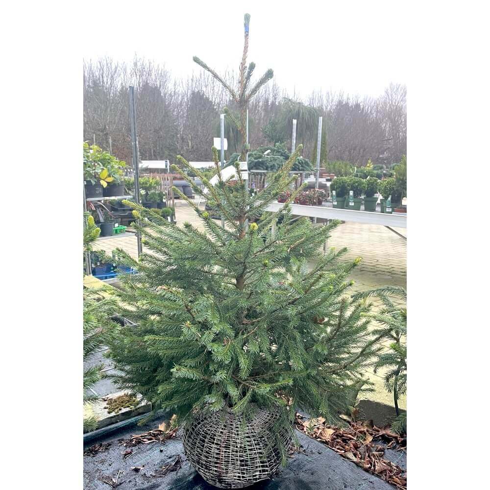 Søjlegran, PICEA OMORIKA med KLUMP - 60-80 cm