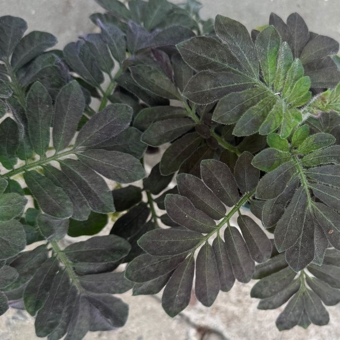 Solanum uleanum