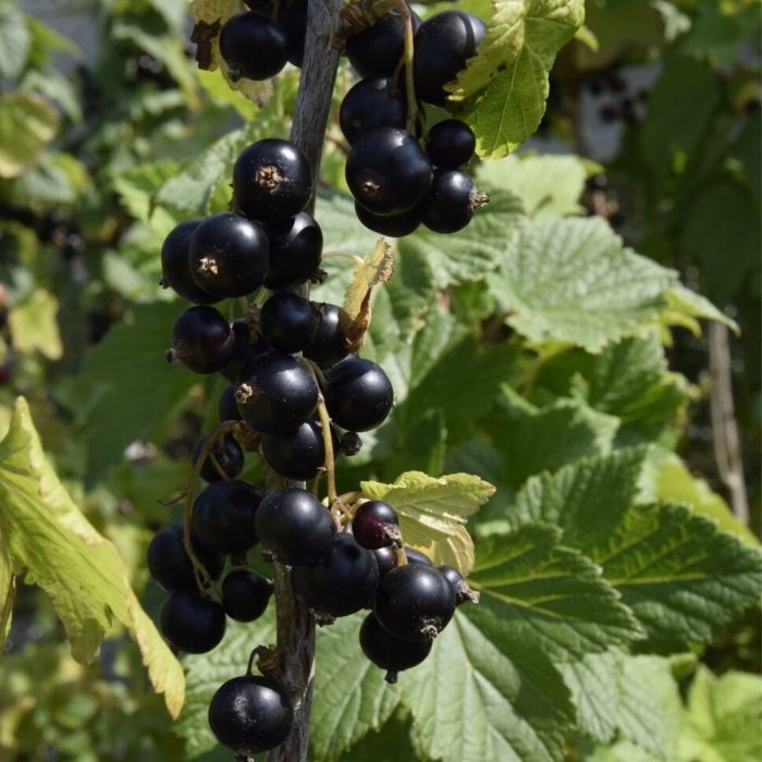 Solbær, Ribes nigrum Lowberry 'Little Black Sugar'