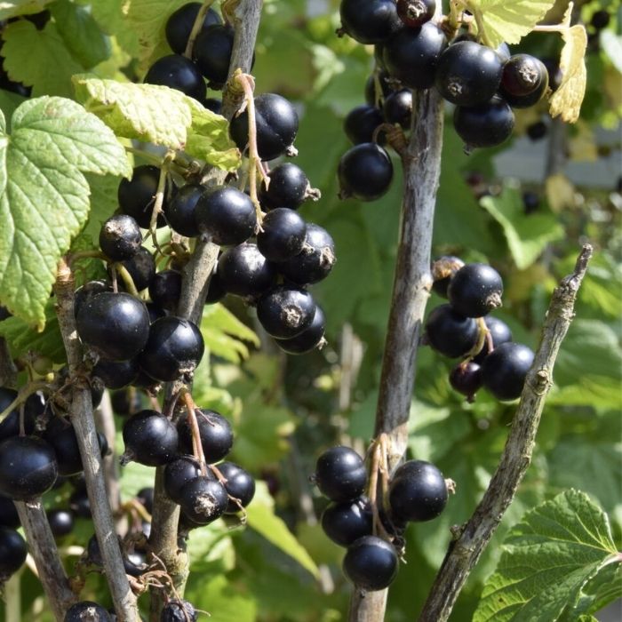 Solbær, Ribes nigrum Lowberry 'Little Black Sugar'