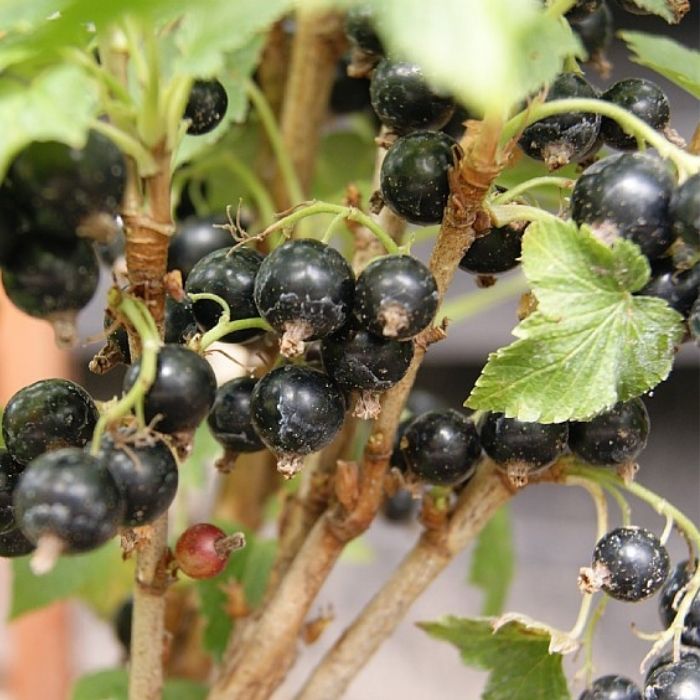 Solbær, Ribes Nig. ´Ben Alder´