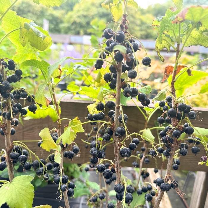 Solbær busk, Ribes Nig. ´Ben Alder´
