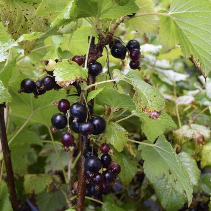 Solbær, Ribes Nig. ´Ben Alder´