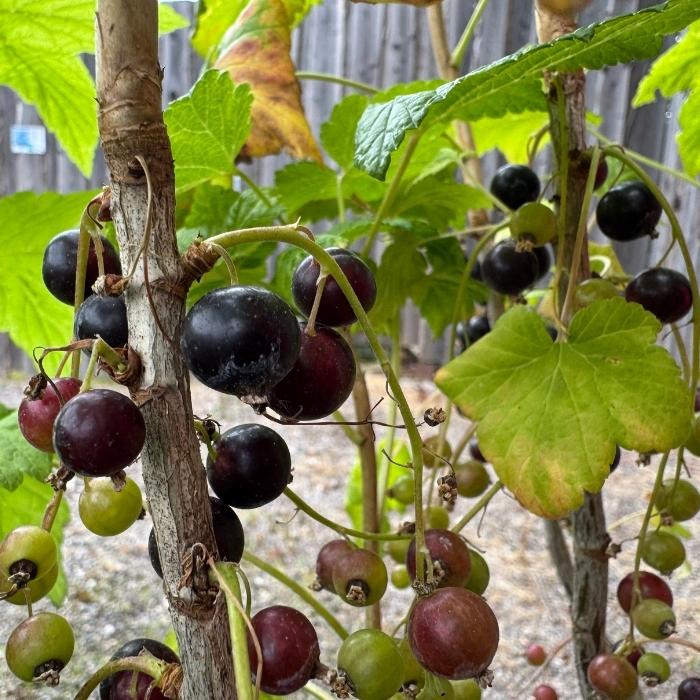 Solbær, Ribes Nig. Lowberry ´Little Black Sugar´