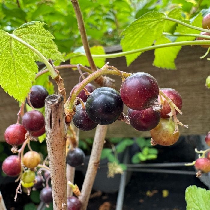 Solbær, Ribes Nig. Titania