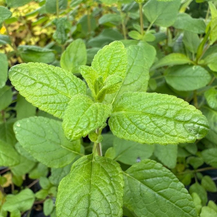 Solbærsalvie, SALVIA MICROPHYLLA - 10 cm potte