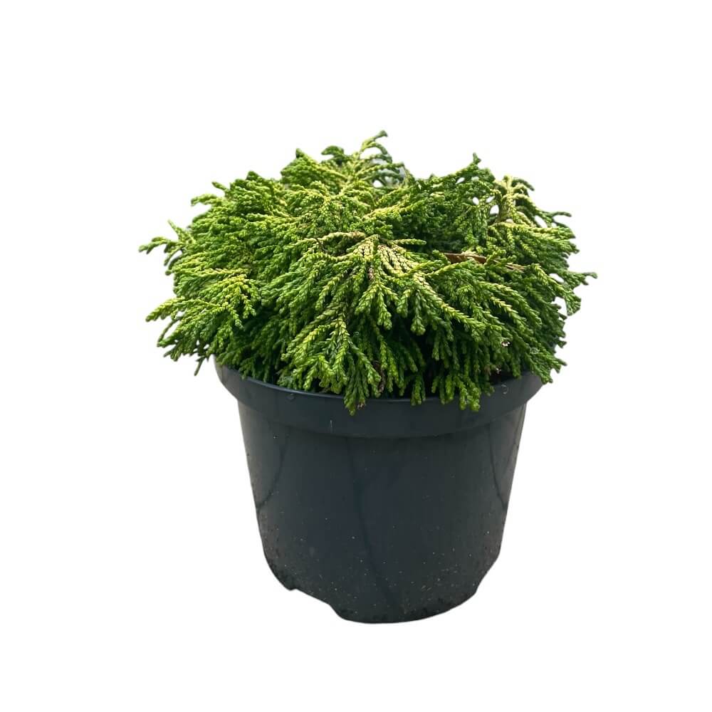 Solcypres, Chamaecyparis o. 'Gitte' 15-20cm - 2.5L potte